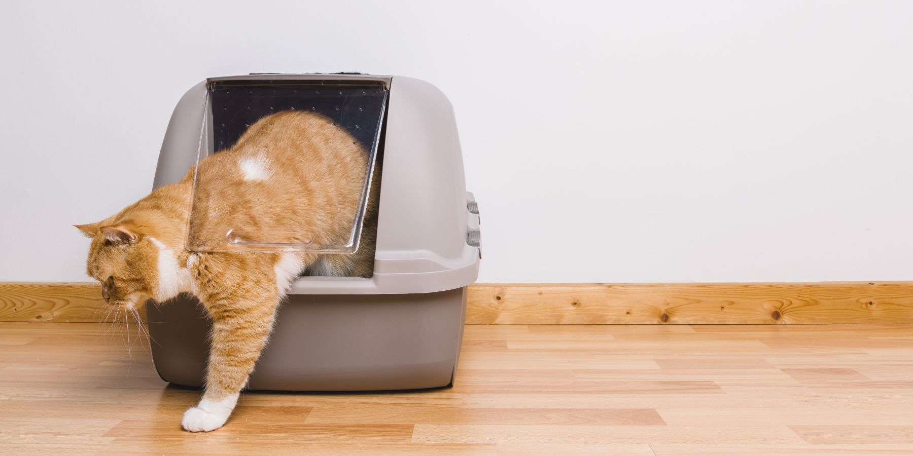 Litter Box Training? Tips for Success