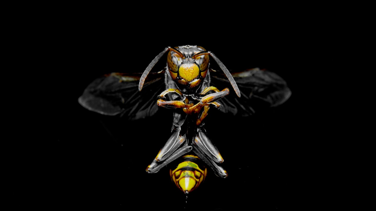 Can bugs off bracelets affect a baby's brain growth?